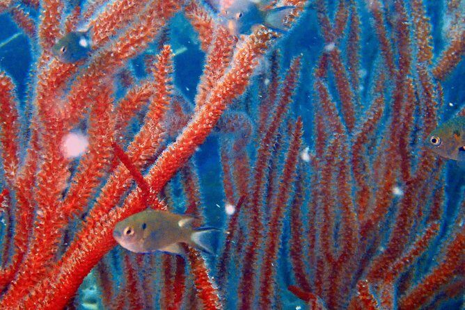 Snorkeling ( start at Ko Kut) - Value and Pricing