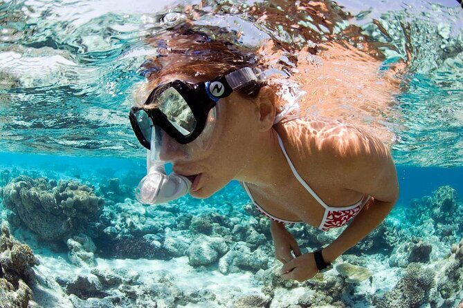 Snorkeling Tour - The Marine Environment: What Youll Likely See