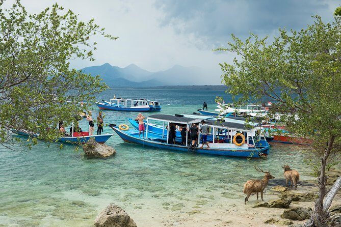 Snorkeling & Trekking at West Bali National Park - Real Traveler Experiences