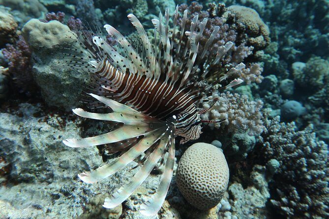 Snorkeling trip in Red Sea - The Sum Up