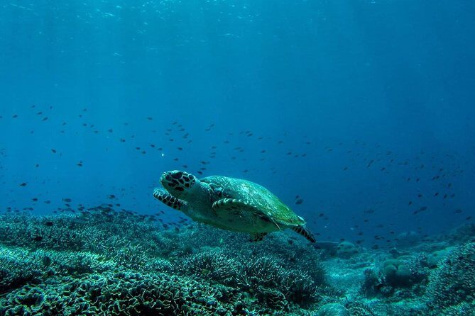 Snorkeling Trip Nusa Penida Bali - Final Thoughts