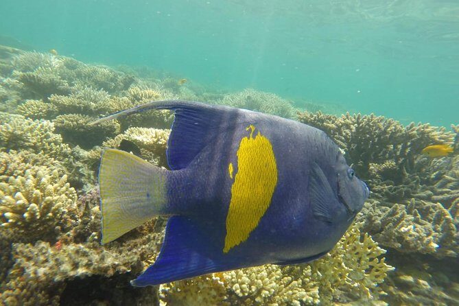 Snorkeling Trip to Utopia Island in Safaga from Luxor - The Experience: What Travelers Say