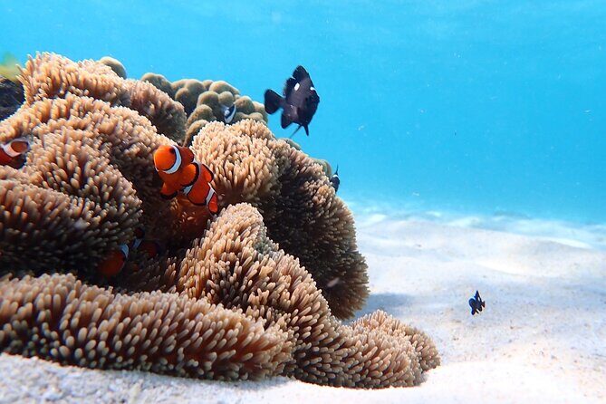 Snorkeling with Sea Turtle - Analyzing the Value