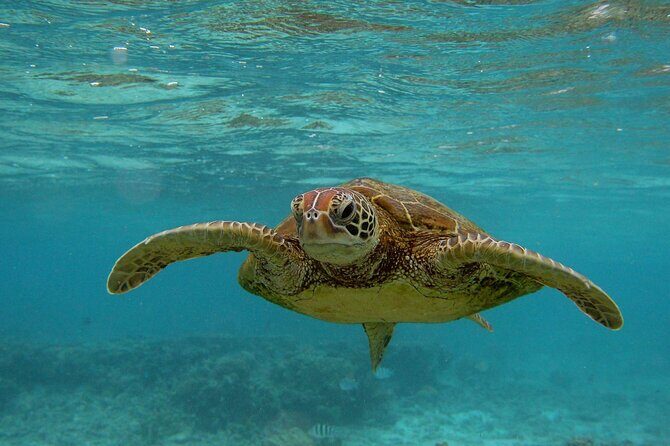 Snorkeling with Sea Turtles in Mirissa (Pickup and Drop included) - Pricing and Value