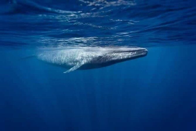 Snorkeling with Whales in Mirissa - The Itinerary and What to Expect