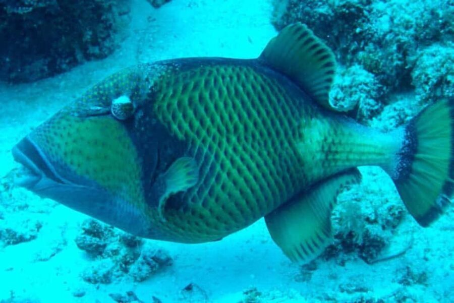 Snorkelling and Dolphin Watching at Mnemba Island - Who Will Love This Tour?