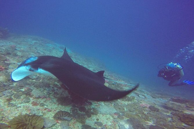 Snorkelling in Nusa Penida - Manta Point - The Experience in Perspective