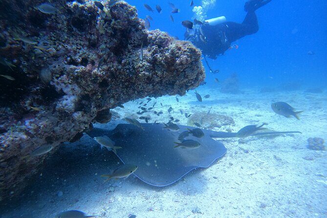 Snorkelling tours to Daymaniyat island - Authentic Feedback from Travelers