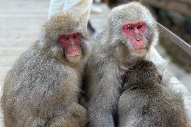 Snow Monkey Nagano Day Tour by Car English Driver in Person Guide - Transportation and Service Quality