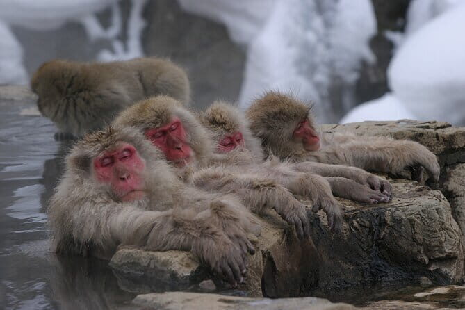 Snow Monkey Park and Miso Production Tour Bullet Train from Tokyo - FAQs