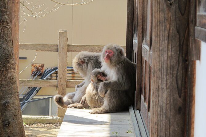 Snow Monkey & Shibu Onsen Afternoon Tour (Depart: Iiyama & Nozwa) - FAQ