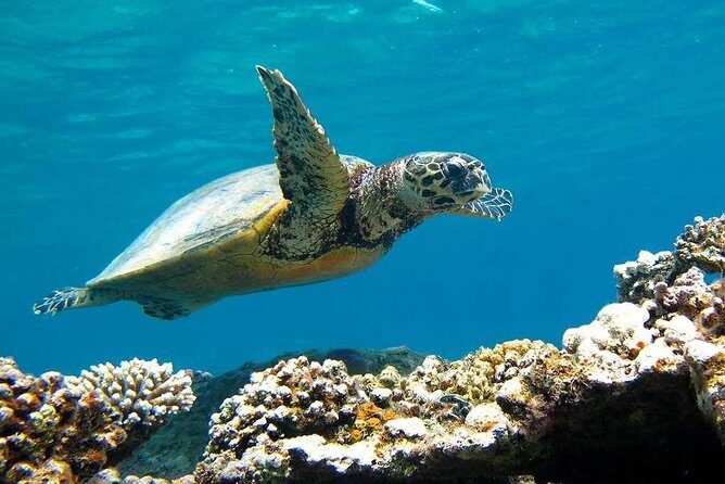 Sorkeling Trip to the White Island & Ras Mohammed - Authentic Traveler Insights