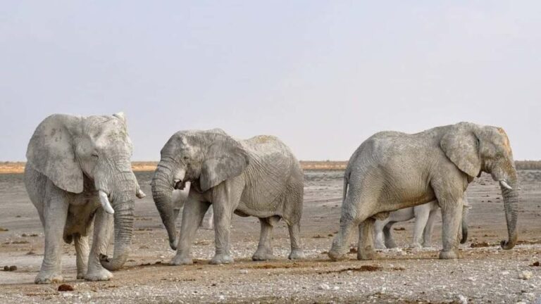 Sossusvlei, Swakopmund, and Skeleton Coast 6-Day Tour - What Makes the Value of This Tour Stand Out?