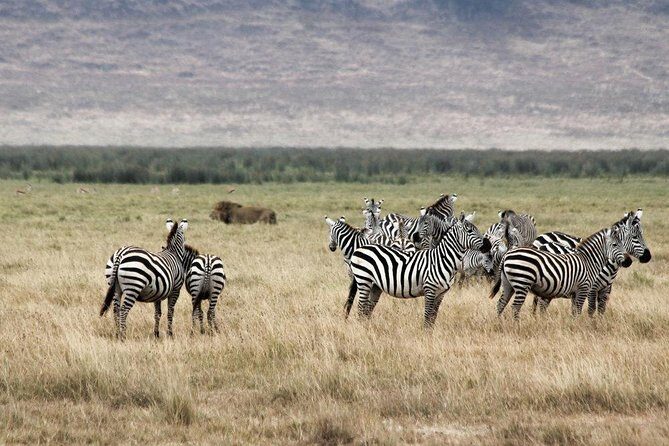 South Africa. Cape Town Best Of Aquila Safari Fullday Tour - Price & Value