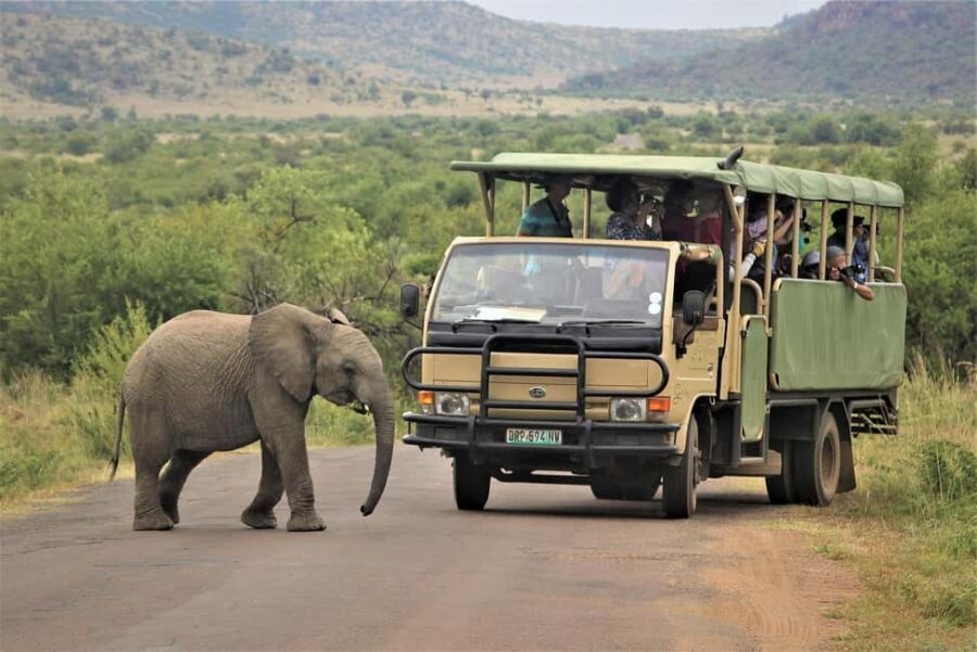 South Africa from Joburg: Elephant Sanctuary Half Day Tour