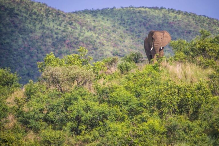 South Africa Joburg: Pilanesberg National Park Day Tour - The Authentic Wildlife Experience in a Day