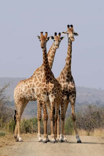 South Africa: Tailored Tours and Adventures with We Do Tours - What You Can Expect on the Tour