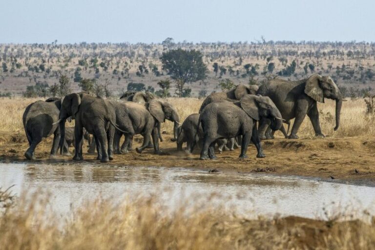 South Africa to Victoria Falls 12 Day Adventure - Key Points