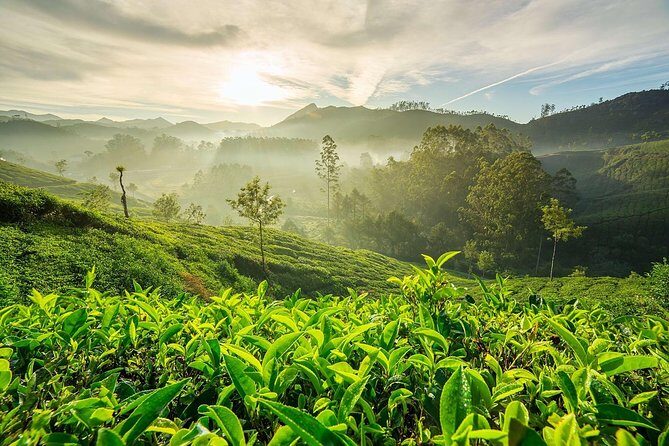 South India Tour in 06 Nights - Authentic Experiences You’ll Likely Remember