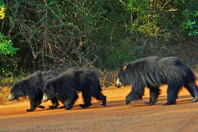 Special Full Day Safari Yala National Park - 04:30 AM to 06:00 PM - Who Should Book This Tour?