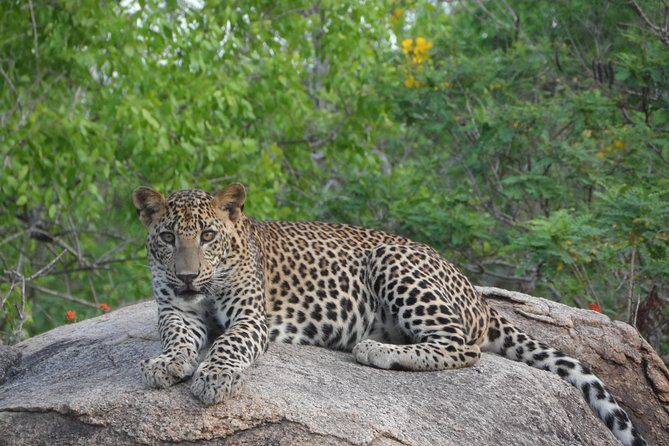Special leopards safari Yala National park - 04.30 am to 11.30 am - Why This Tour Offers Great Value