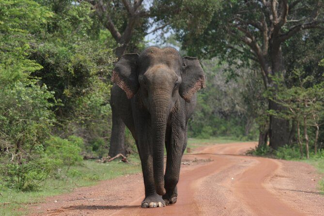 Special Leopards safari - Yala National park - 04.30 am to 11.30 am - Who Will Enjoy This Safari?
