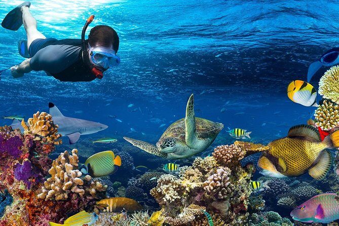 Special Snorkeling Day Trip to the Red Sea in Safaga from Luxor - What Travelers Say About This Experience