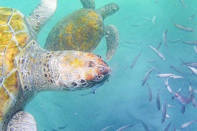Spectacular experience with sea turtles - Logistics and Practical Details