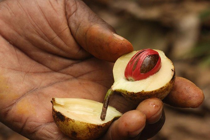 Spice Farm Tour -Half Day - Exploring the Itinerary in Detail
