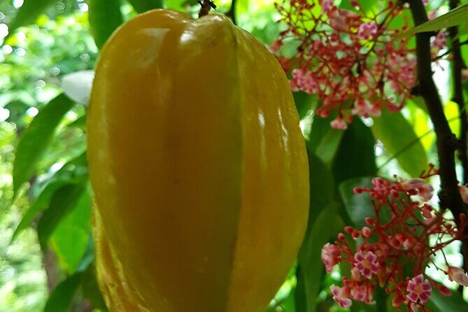 Spice Farm with Cooking Class + Lunch and Stone town (City tour) - What Travelers Say
