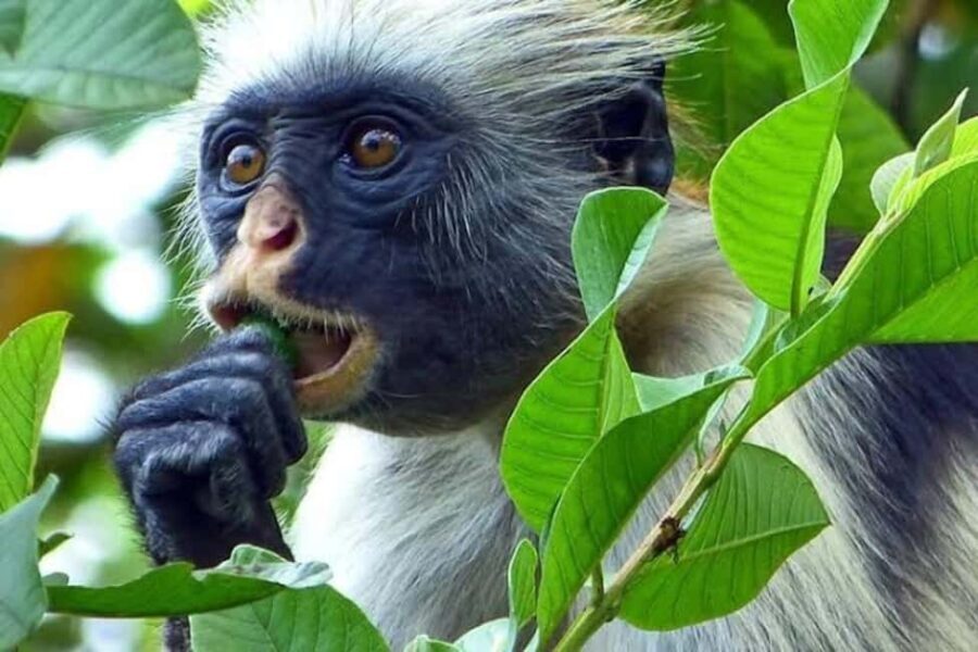 Spice farm,Stone town and Jozani forest tour with lunch - An In-Depth Look at the Experience