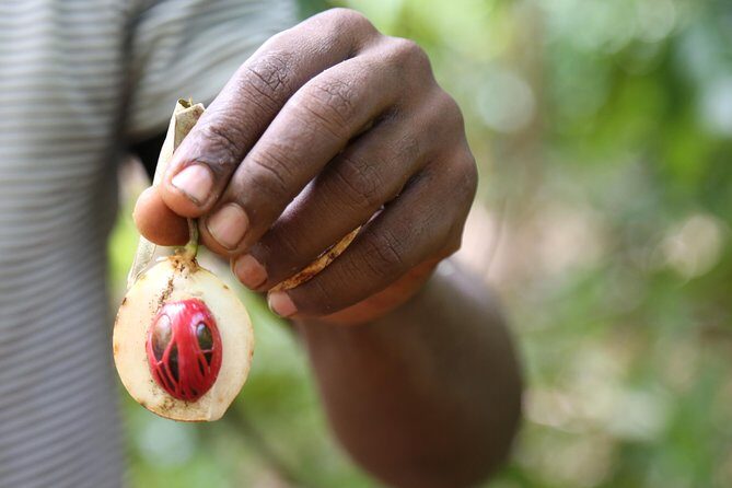 Spice Tour of Zanzibar - Logistics and Practical Details