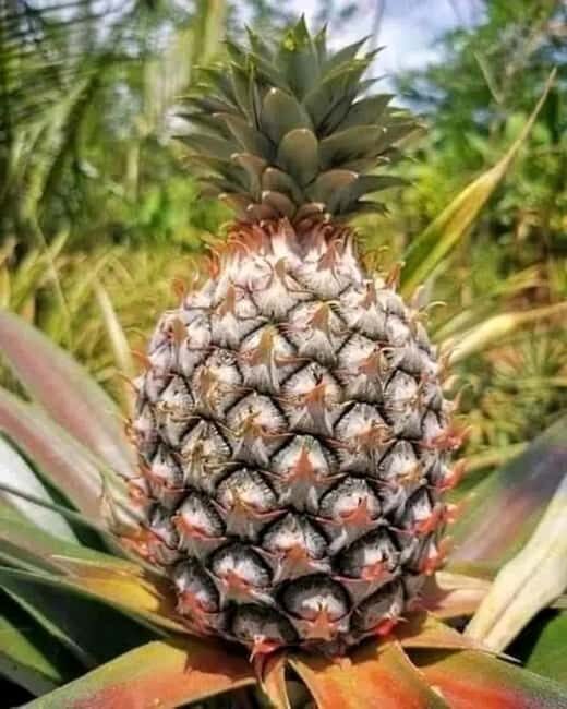 Spice tour & Stone town $ Prison island - Exploring Zanzibar’s Spice Farm: A Fragrant Introduction