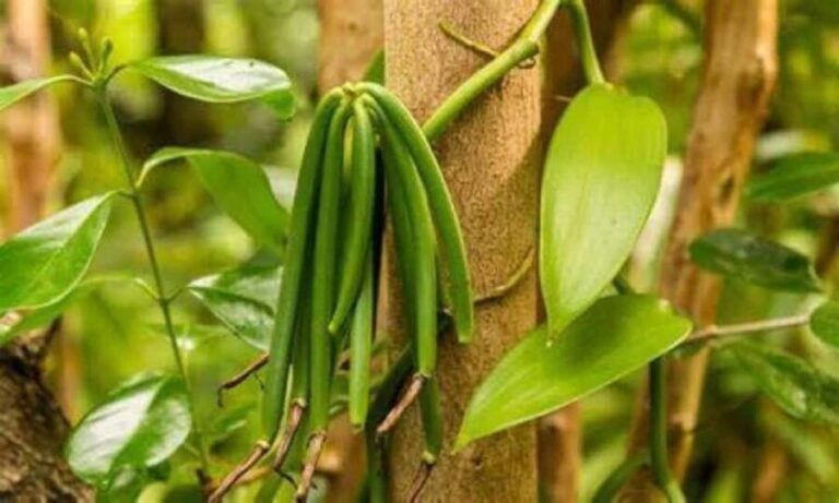Spice tour+ Stone town walking tour - Exploring the Roots of Zanzibar’s Past