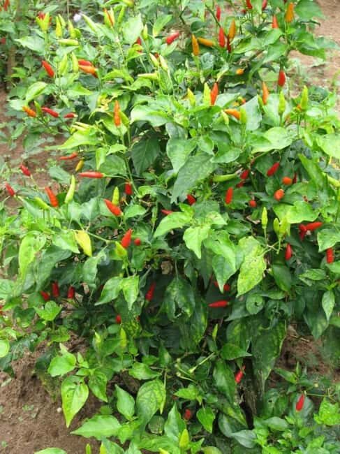 Spice Walking Tour - Who Should Join This Tour?