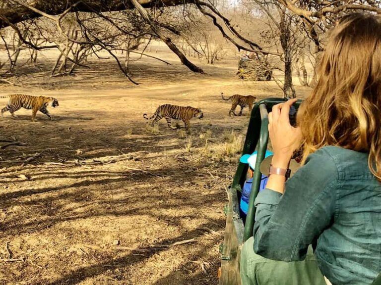 Spot Tigers and other wild of Ranthambore on a Day-Same Tour - Final Thoughts: Is It Worth It?