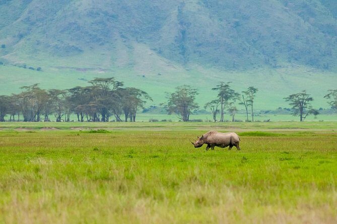 Spotting Africa Big Five (5) animals