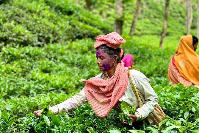 Sreemangal Tea Tour Experience Nature and Culture in a Local way - Authentic Culture and Stunning Views