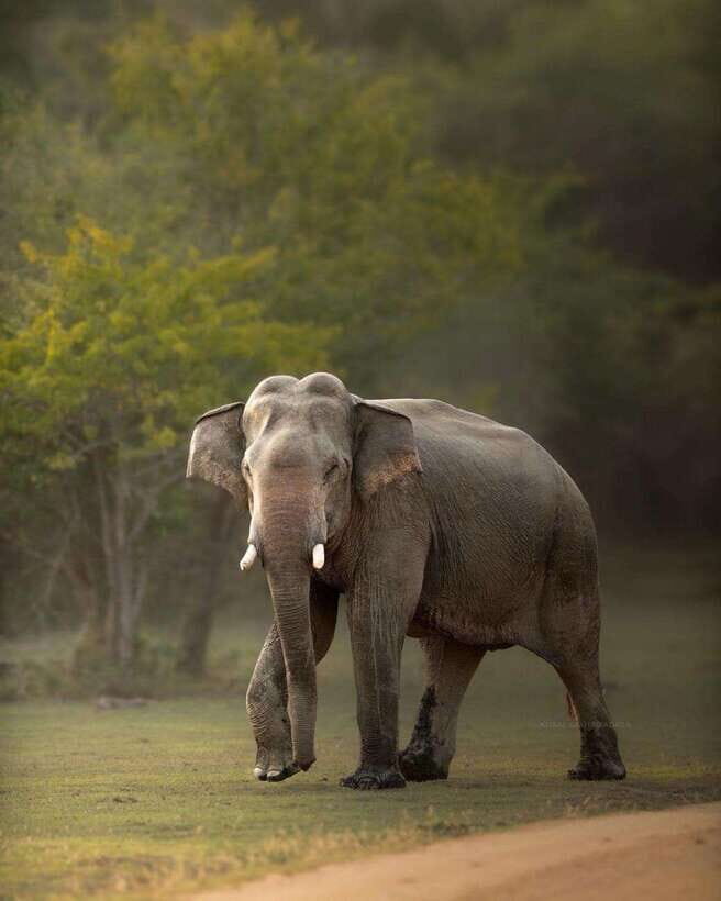 Sri Lanka: 10-Day Luxury Tour with guide - What Makes This Tour Stand Out