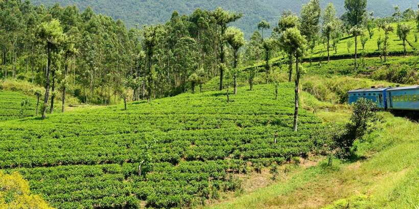 Sri Lanka: 2-Day wildlife tour; rainforest and National park - What We Loved & What to Consider