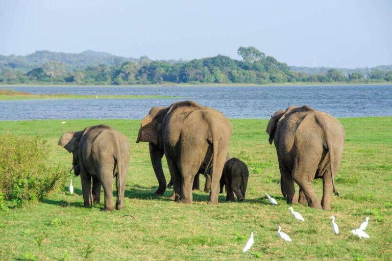 Sri Lanka: 4-Day Sri Lanka Private Tour+15 Amzing Places - The Itinerary: What You Can Expect