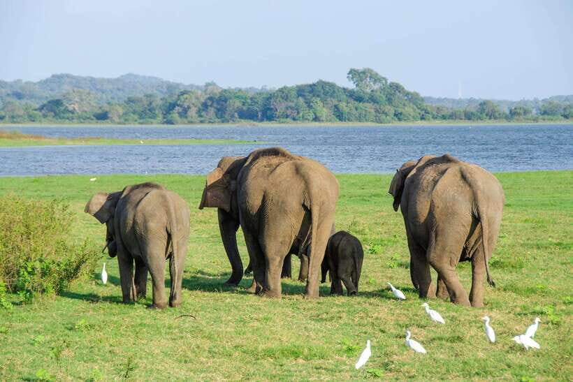 Sri Lanka: 4-Day Sri Lanka Private Tour+15 Amzing Places - The Itinerary: What You Can Expect