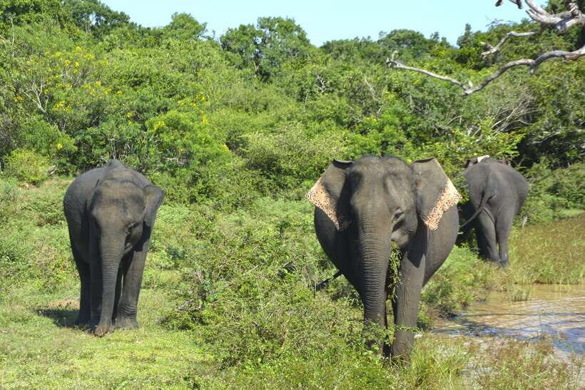 Sri Lanka: 4-Day Tour to Kitulgala, Kandy, and Sigiriya - The Itinerary in Detail
