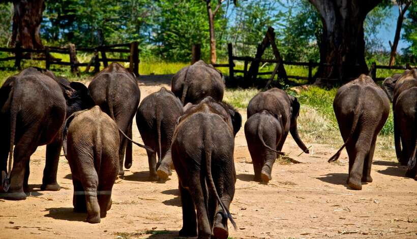 Sri Lanka: 4-day Tour Wildlife and Beach - What’s Included and What’s Not