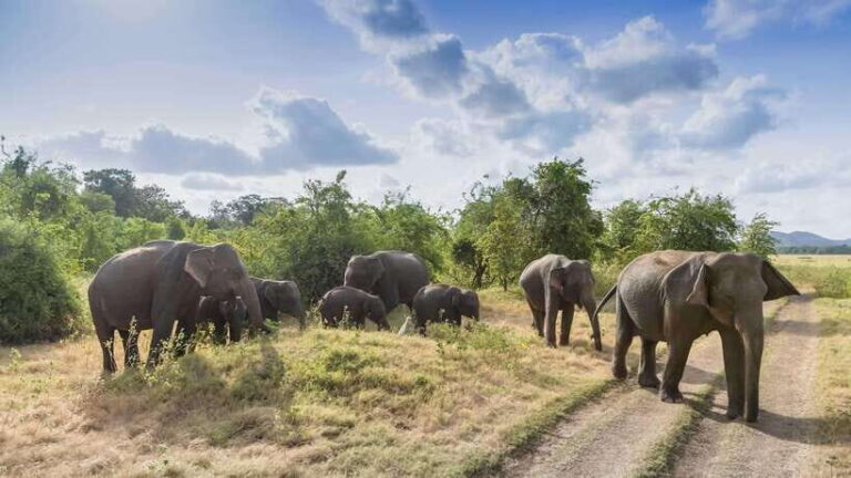 Sri Lanka: 6-Day Luxury Honeymoon Tour - Itinerary Breakdown
