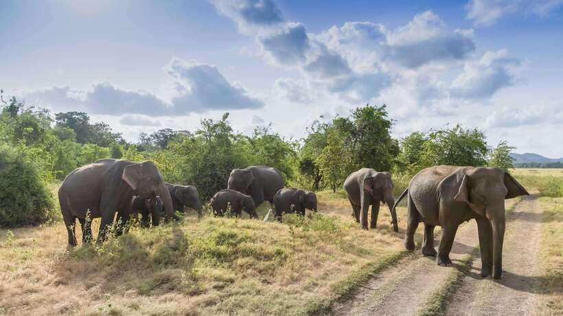 Sri Lanka: 6-Day Luxury Honeymoon Tour - Itinerary Breakdown