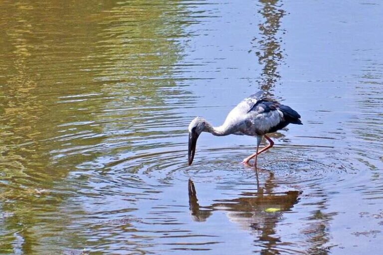 Sri Lanka Bentota: Private Mangrove Lagoon and River Cruise - Exploring the Itinerary: What to Expect on the Water