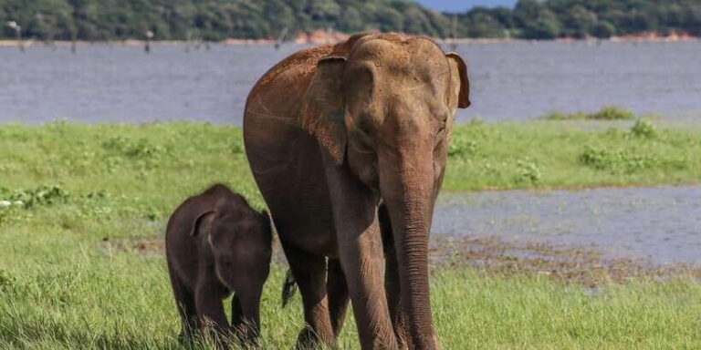 Sri Lanka: Elephant Safari Adventure with Hotel Pickup - The Experience: What Travelers Say