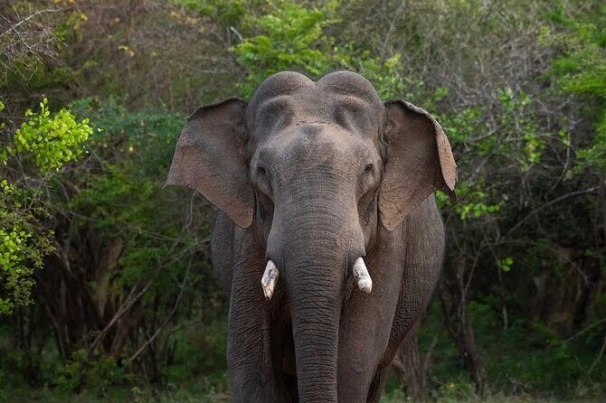 Sri Lanka Round Tour-Sigiriya, Ella Train Ride Safari Adventure - The Pickup and Coordination Process