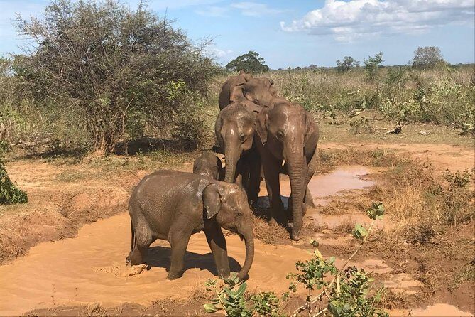 Sri Lanka tours 12-Day wildlife Tour with driver,Car or Van and accommodations - Final Thoughts